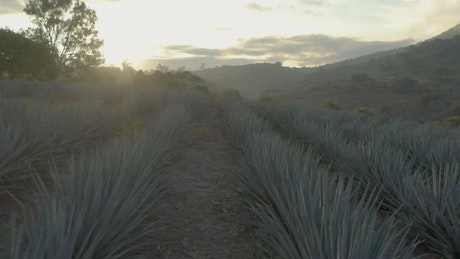 Sunset from an agave field in nature.