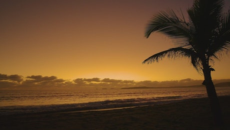Sunset on a beach with a palm tree.
