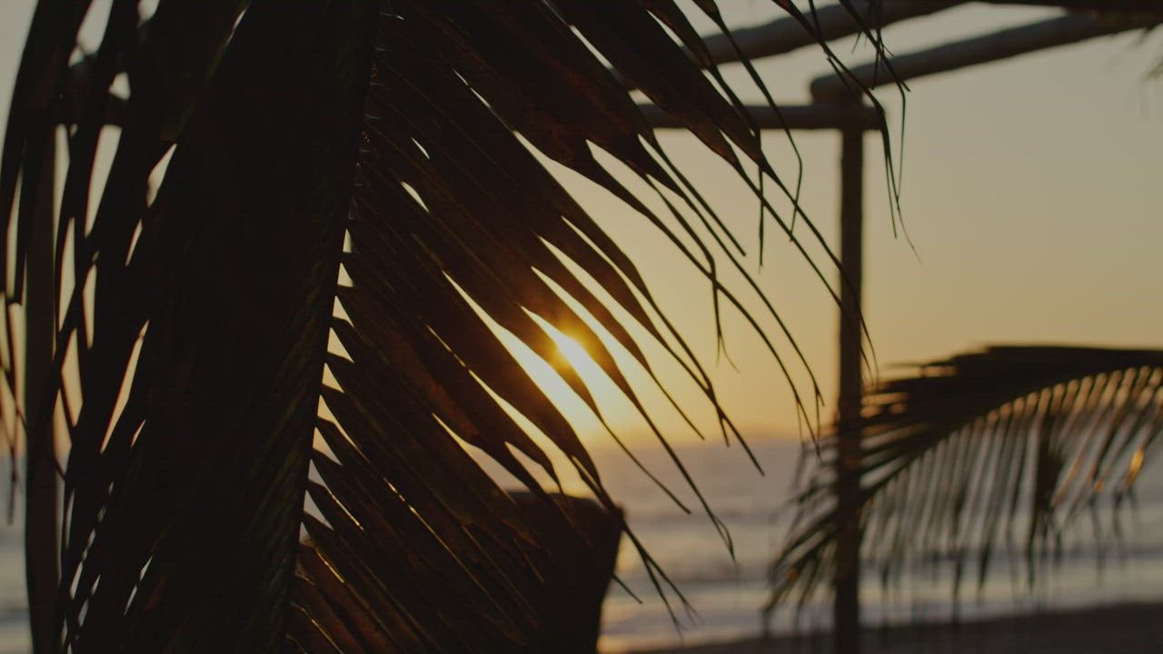 ⁣Sunset on the beach between the leaves of a palm tr LIVE DRAW ee