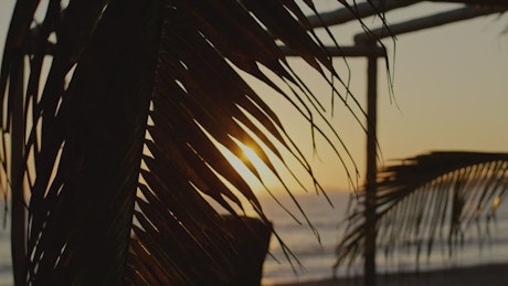 Sunset on the beach between the leaves of a palm tree.