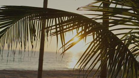 透过棕榈树的叶子在海滩上日落