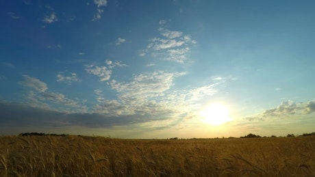 Sunset over a wheat field.