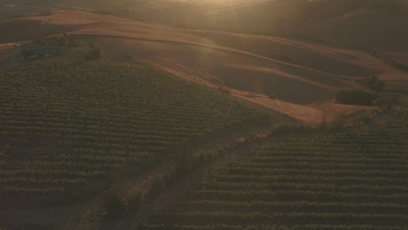 Sunset over vineyards.