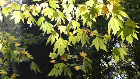 Sunshine on a tree in Autumn