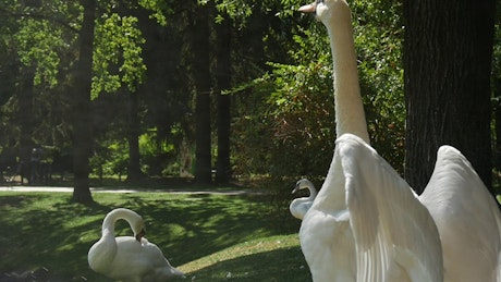 Swan agitating his wings.