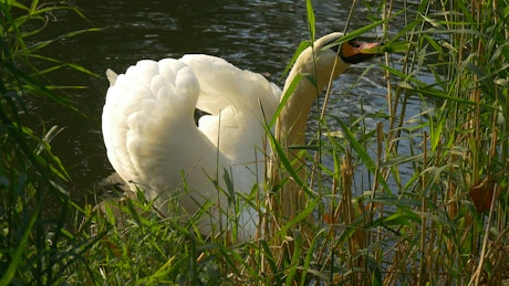 Swan feeding on grass on the shore of a lake.