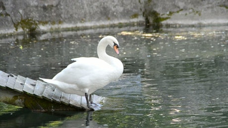 Swan in an artificial pond