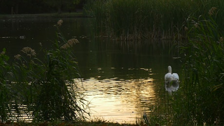 Swan slowly swimming across a lake.