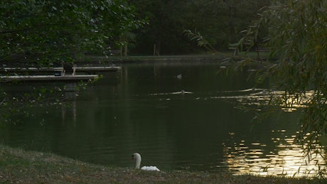Swan swimming near the lakeshore.