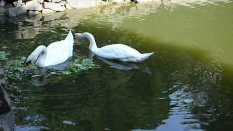 Swans feeding in a pond.
