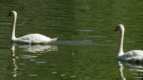 Swans swimming in a green lake with ducks.