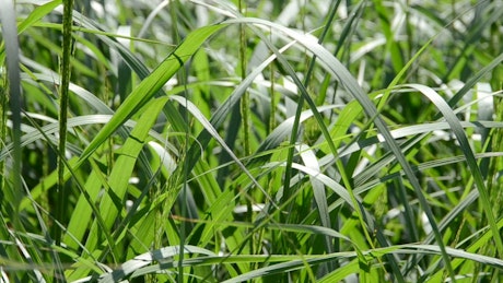 Tall grass in a field