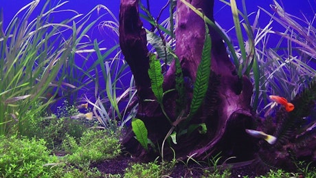 Tank with fish and marine flora.