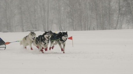 比赛中，一群哈士奇狗拉着雪橇穿过雪地
