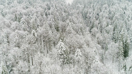 Texture of snow covered pine trees on the mountain