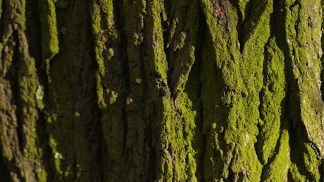 Texture of the bark of a wet tree