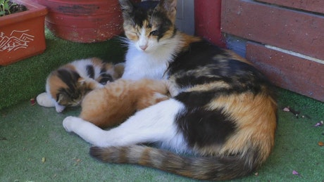 猫妈妈和她的幼崽