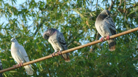 Three pigeons sitting on stick in the morning.
