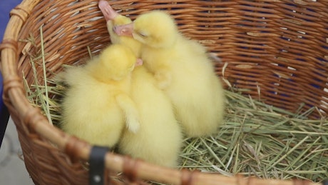 Three yellow goose chicks in a straw basket.