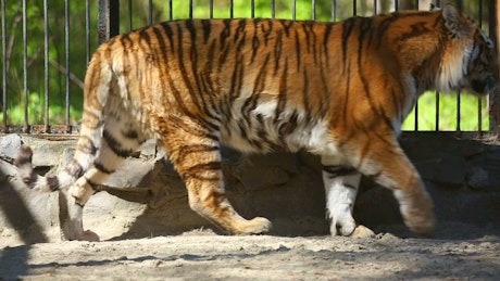 Tiger walking inside a cage.