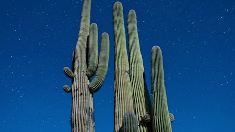 Time lapse of a big cactus at night.