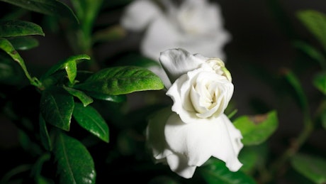 Time-Lapse of white gardenia flower opening in slow motion.