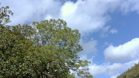Timelapse of a beautiful tree with a cloudy sky moving in the bacground.