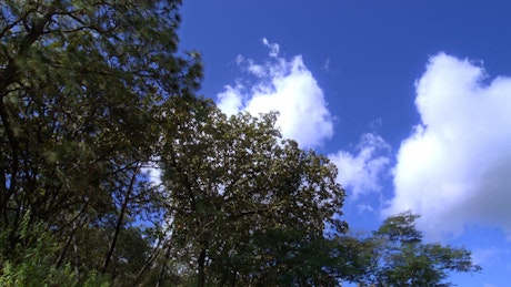 Timelapse of clouds passing by the forest canopy  on a sunny day.