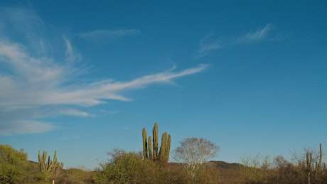 Timelapse of plain shaped clouds traveling the blue sky in the precence of trees and cactus.