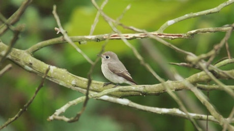 Tiny Flycatcher on a branch.