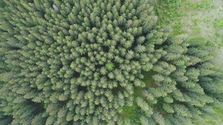 Tiro aéreo superior de pinos en el bosque