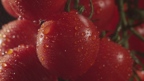 Tomatoes with water drops.