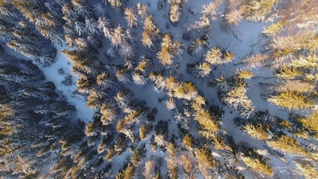 Top aerial shot of a snowy forest