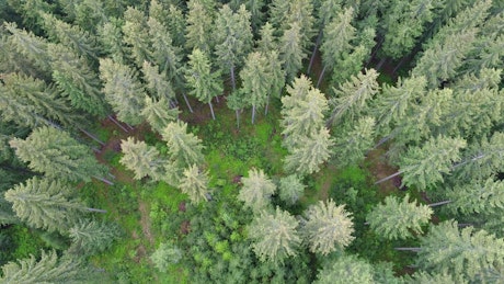 Top aerial shot of tall pine trees at a forest