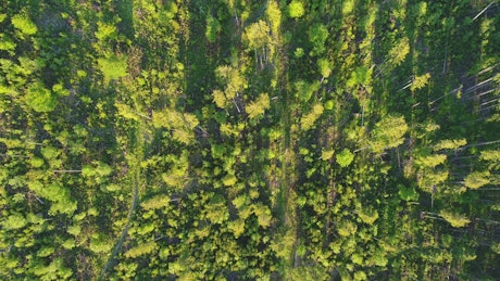 Top aerial view of a green forest