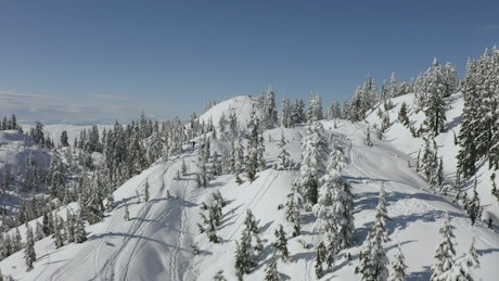Top of a snow-covered mountain range and pine forests