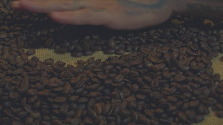 Touching and playing with many coffee beans.