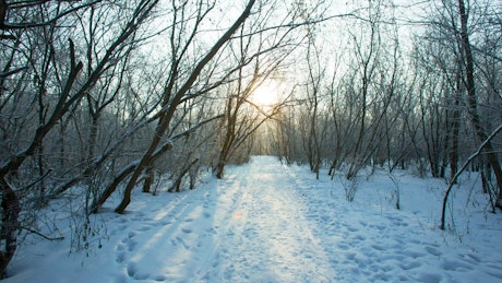 Tour trough the snow of a winter forest.
