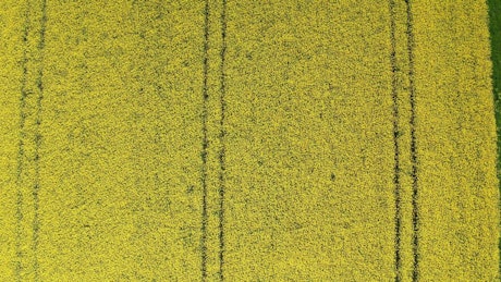 Tractor lanes in a field.