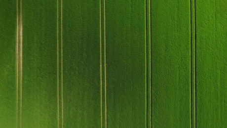 Tractor lanes in a green field