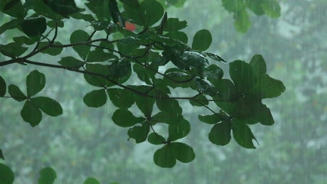 Tree branche under the rain in the woods.