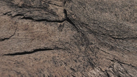 Tree surface texture
