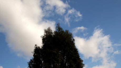 Tree, wind and clouds in the blue sky