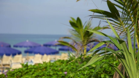 Tropical beach with umbrellas and vegetation