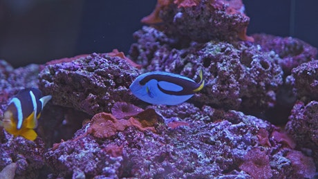 Tropical fish in an aquarium.