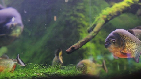 Tropical freshwater fish and moss in a tank.