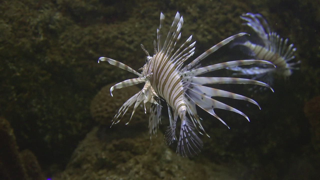 Tropical lionfish with wrasse swim in the coral LIVE DRAW TOTO WUHAN  reef