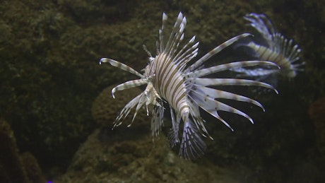 Tropical lionfish with wrasse swim in the coral reef.