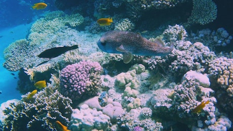 Tropical sea life swimming gently along a coral reef bank.