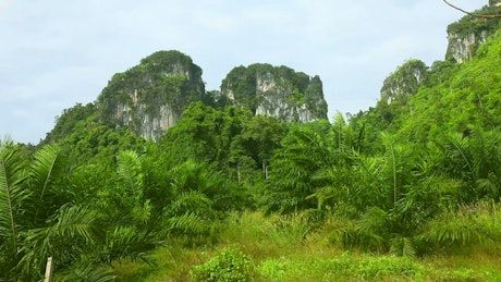 Tropical Thailand green landscape.